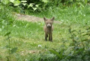11th May 2011 - Fox cub