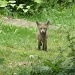 Fox cub by dulciknit