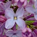 Lilacs have Bloomed by dianezelia
