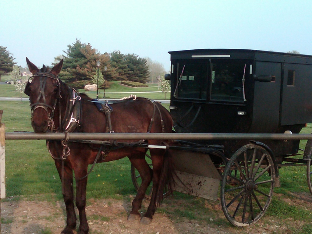 Amish Buggy by graceratliff