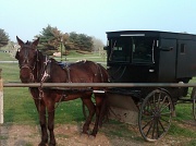 9th May 2011 - Amish Buggy