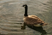 11th May 2011 - Canada Goose