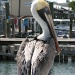 Key West - official greeter? by mjmaven