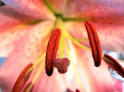 11th May 2011 - Lily - stigma and anther