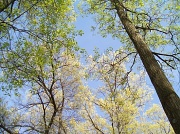 11th May 2011 - Trees & Sky