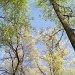 Trees & Sky by julie