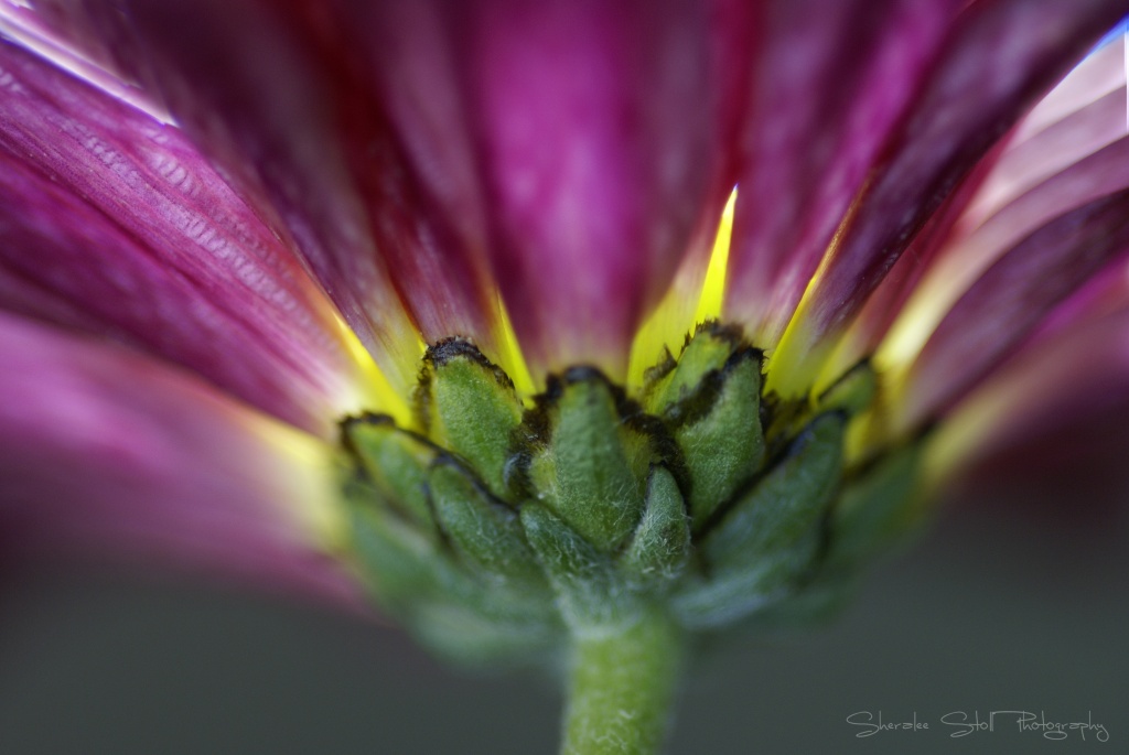 Chrysanthemum by bella_ss