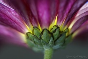 12th May 2011 - Chrysanthemum