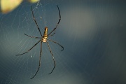 12th May 2011 - Orb weaver 