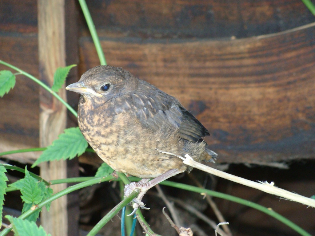 Fledgling thrush by busylady
