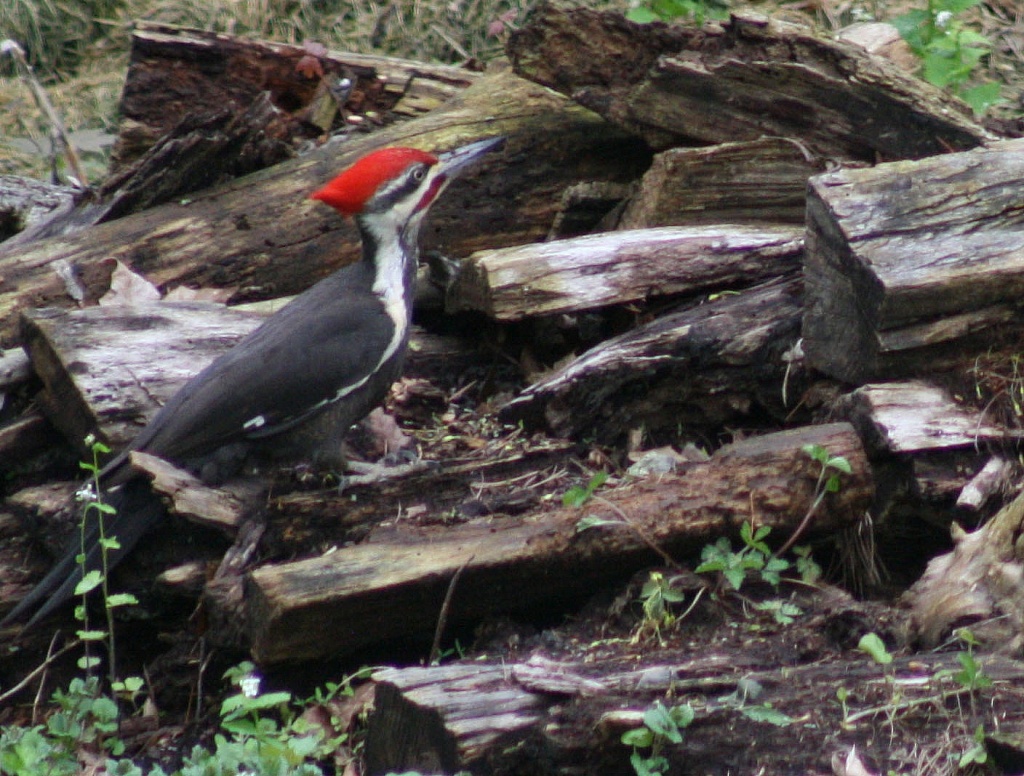 Woodpecker by mittens