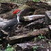 Woodpecker by mittens