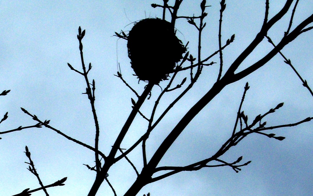 NEST IN THE SKY by bruni
