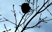 12th May 2011 - NEST IN THE SKY