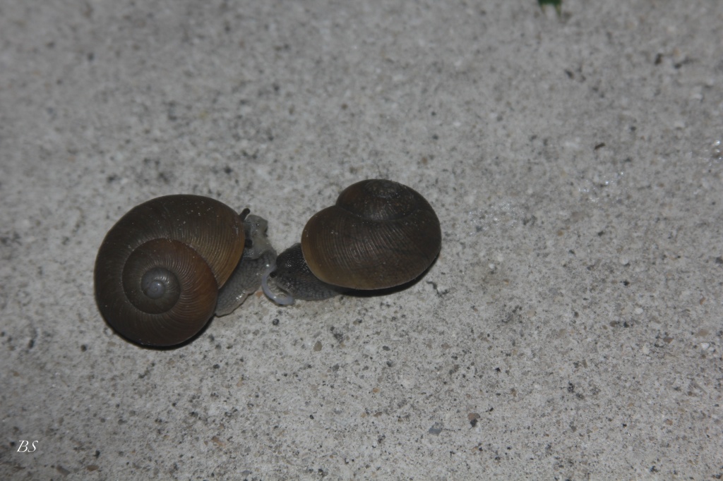 Snails by stcyr1up
