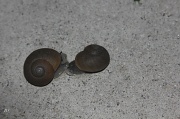 7th May 2011 - Snails