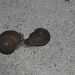 Snails by stcyr1up