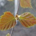 365 Birch leaves DSC07001 by annelis