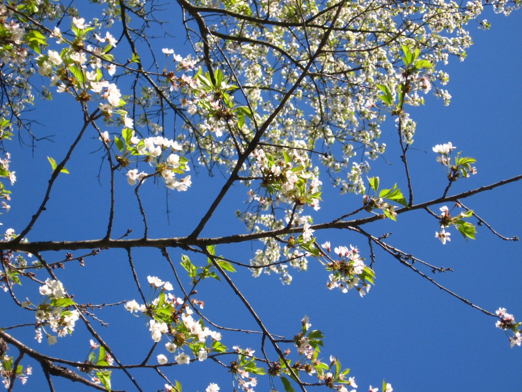Blossoms and Blue by olivetreeann