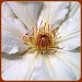 White Clematis by judithdeacon