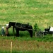 Amish Children by vernabeth