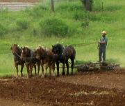 13th May 2011 - Amish Farmer