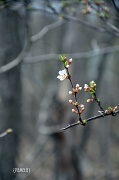 12th May 2011 - branch...