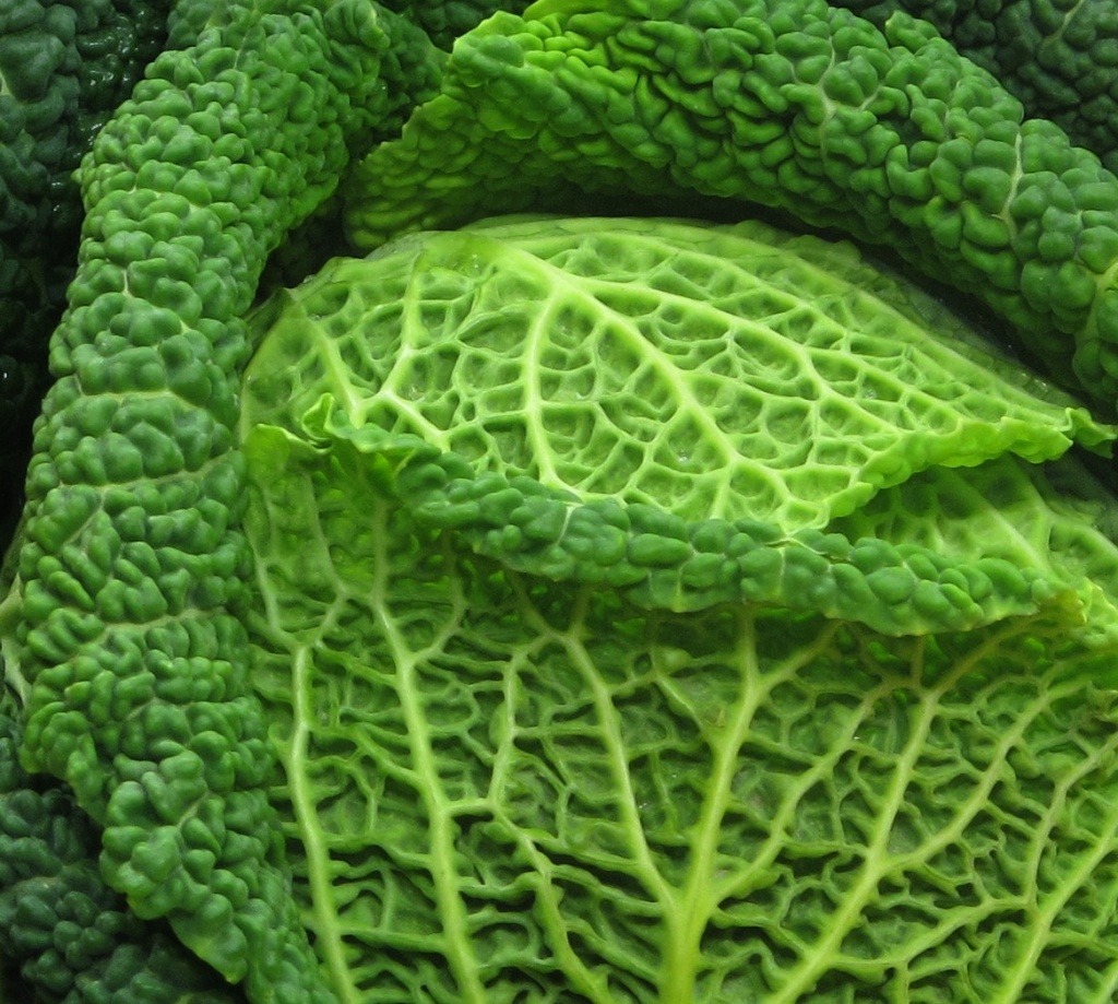 Cabbage (Brassica oleracea) by netkonnexion