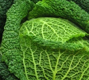 13th May 2011 - Cabbage (Brassica oleracea)