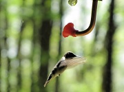 13th May 2011 - The humming bird.