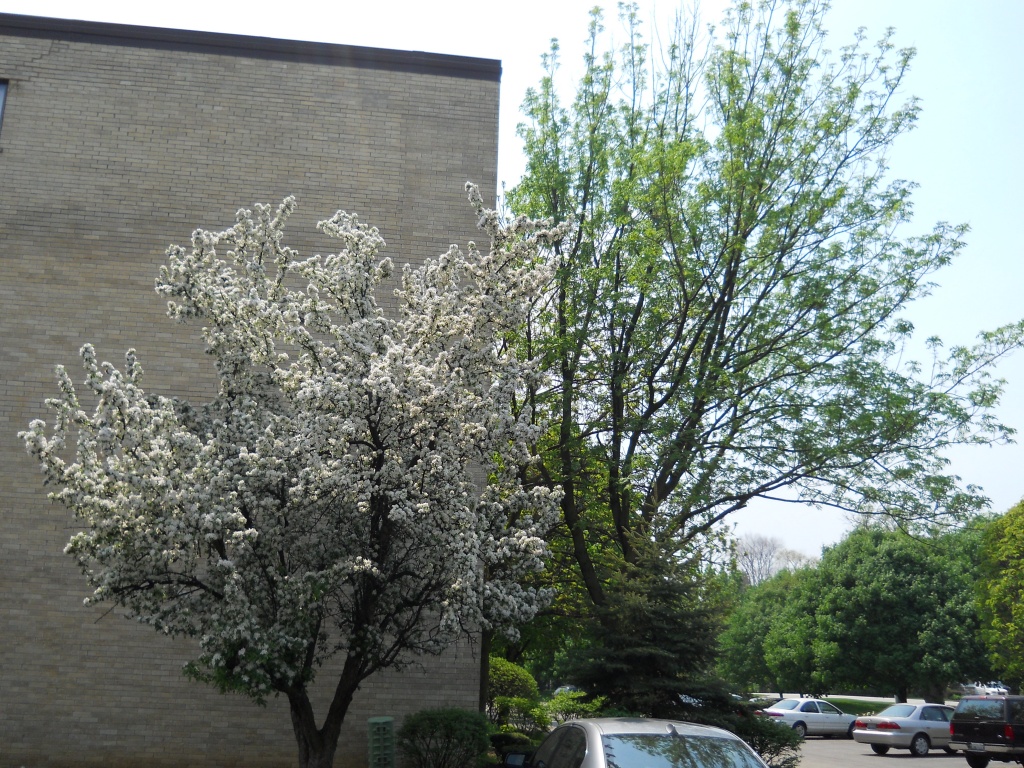 Spring trees by kchuk