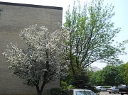 11th May 2011 - Spring trees