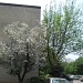 Spring trees by kchuk