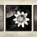 Chinese Triptych by aikiuser