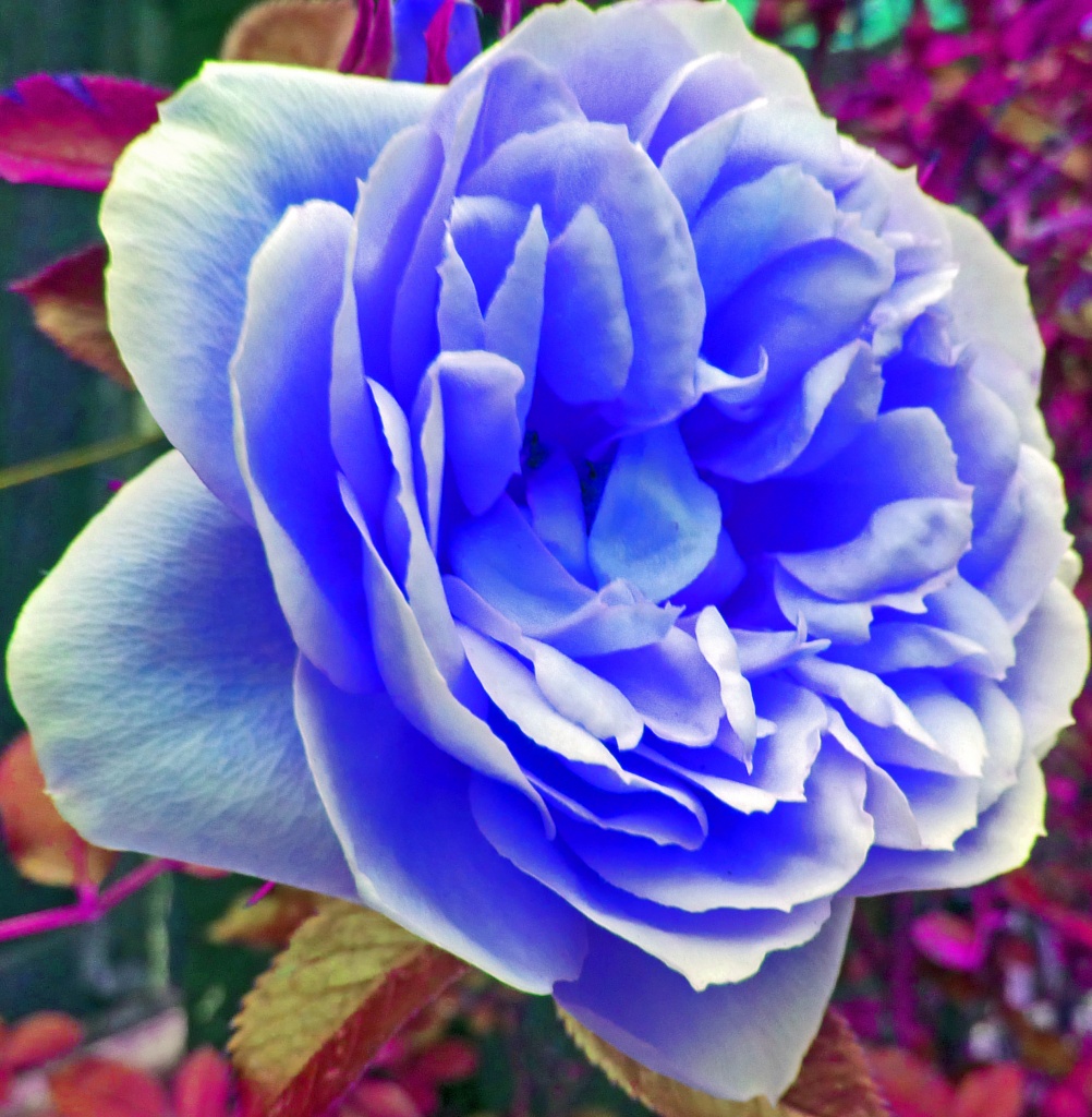 Our first BLUE rose of the season by phil_howcroft