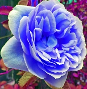 9th May 2011 - Our first BLUE rose of the season