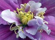 10th May 2011 - First Clematis of the Summer