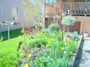 11th May 2011 - My Garden