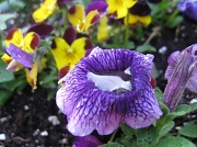 13th May 2011 - The Petunia Pool is Open for the Season!