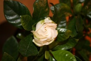 26th Apr 2011 - Gardenia