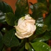 Gardenia by glennharper