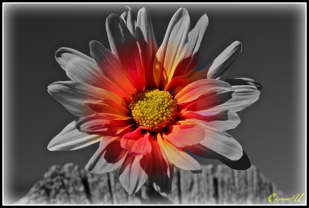 Flower Pop by exposure4u
