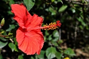 13th May 2011 - Red flower