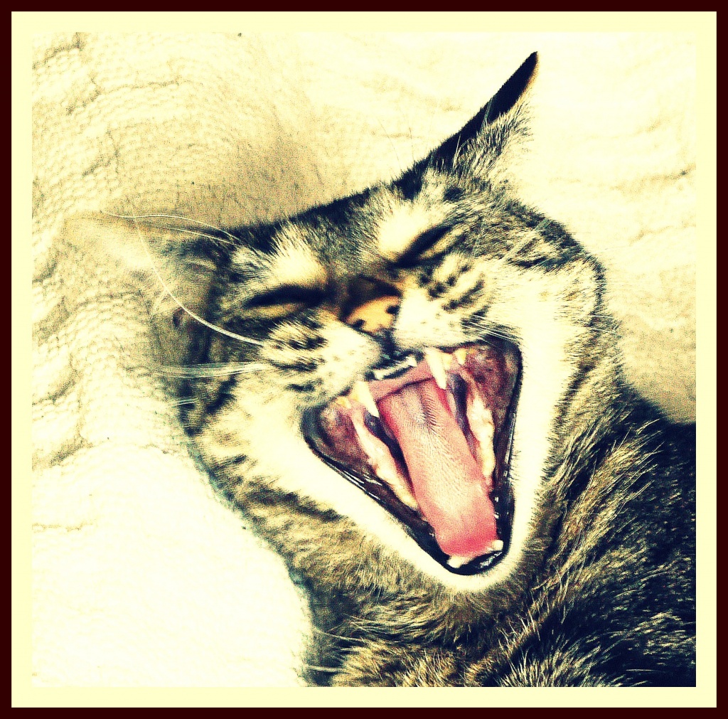 Scaredy Cat by judithg