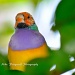 Lady Gouldian Finch by twofunlabs
