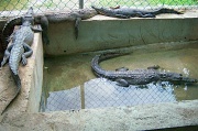 4th Apr 2010 - number-4  crocodiles