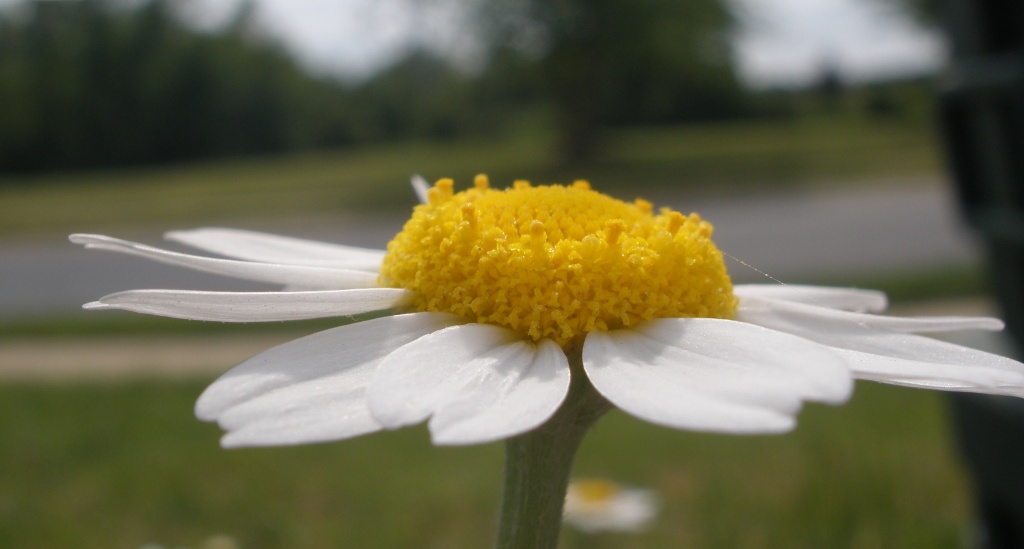 Hello sunny daisy by kdrinkie