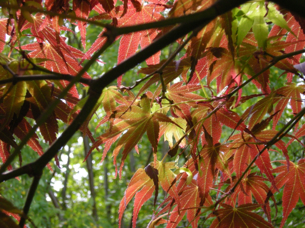 Sunlight through Maple leafs by pyrrhula