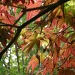 Sunlight through Maple leafs by pyrrhula