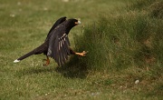 14th May 2011 - Meet 'Major Lewis'...  (Caracara bird)